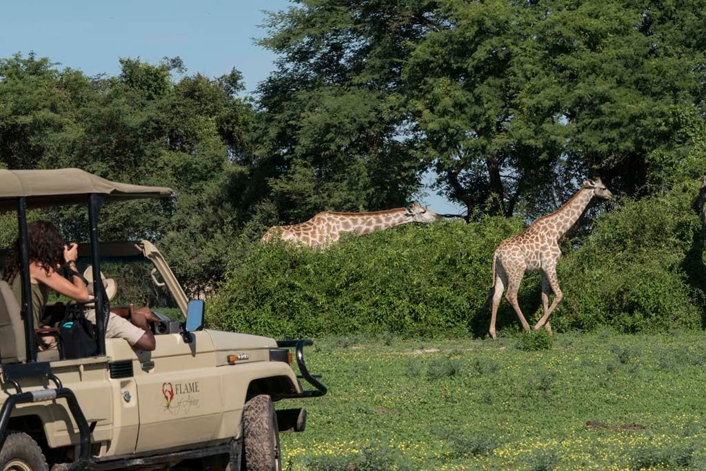 Guided Wildlife Tours