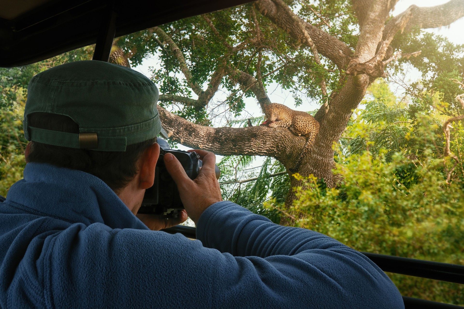 tourist photographs wild leopard during safari tour of Africa.