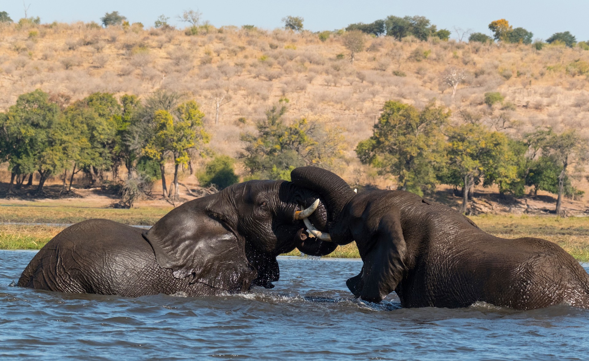 African elephants